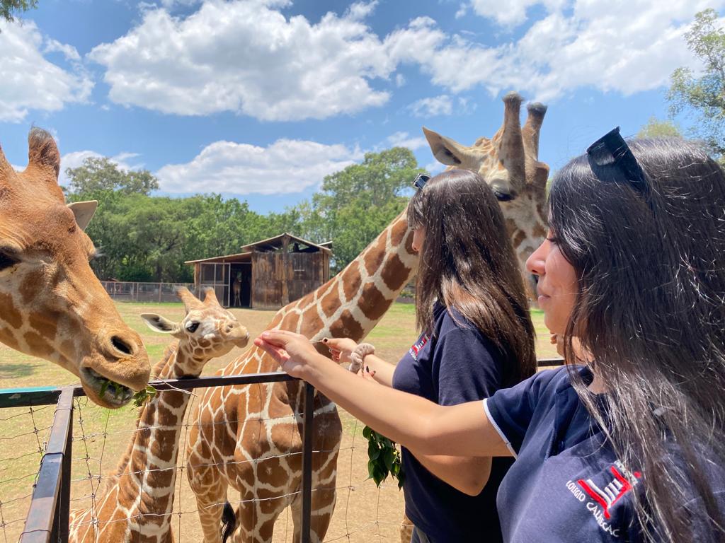 Descripción de la imagen 2